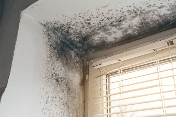 Affordable Mold Remediation solutions in Berthoud, CO