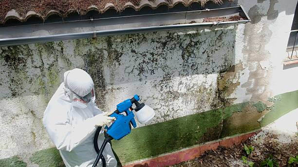 Trusted Commercial Mold Remediation service in Berthoud, CO - Cheap Mold Removal